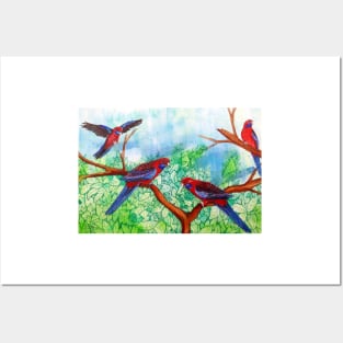 Crimson Rosellas Posters and Art